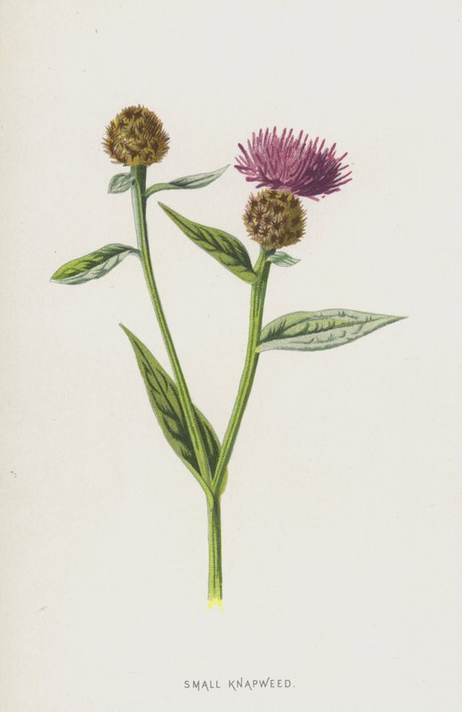 Kleine Flockenblume von Frederick Edward Hulme