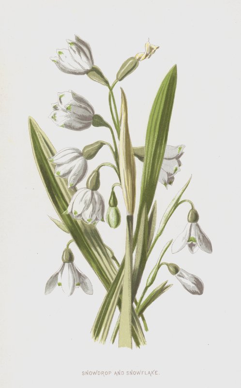 Schneeglöckchen und Schneeflocke von Frederick Edward Hulme