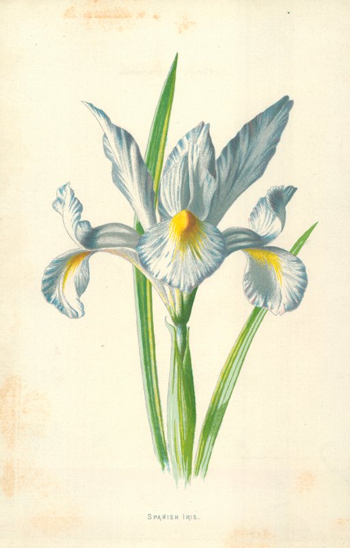 Spanische Iris von Frederick Edward Hulme