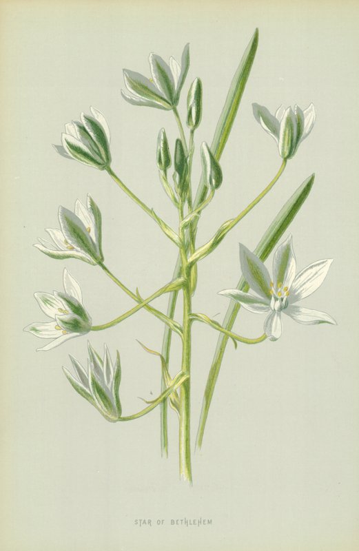 Stern von Bethlehem von Frederick Edward Hulme