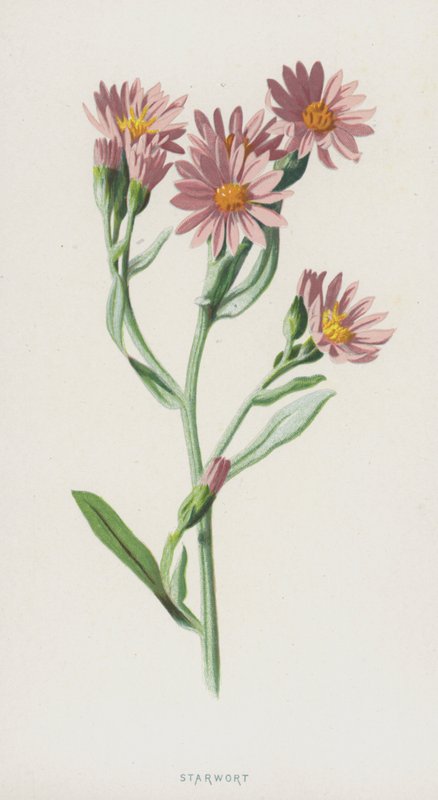 Sternkraut von Frederick Edward Hulme