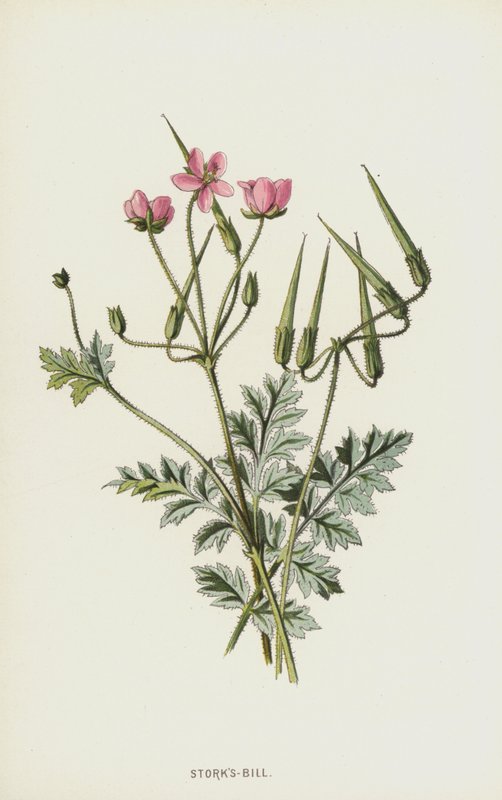 Reiherschnabel von Frederick Edward Hulme