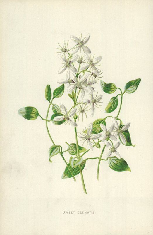 Süße Clematis von Frederick Edward Hulme