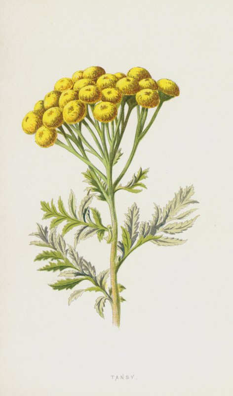 Rainfarn von Frederick Edward Hulme