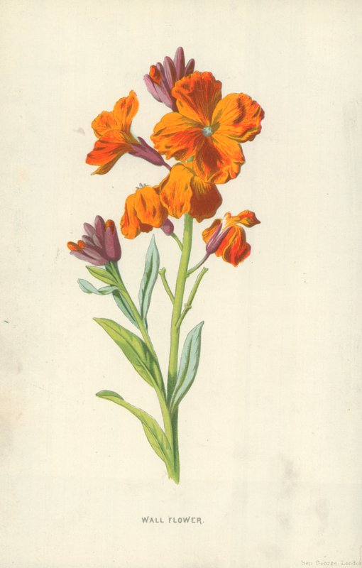 Mauerblümchen von Frederick Edward Hulme