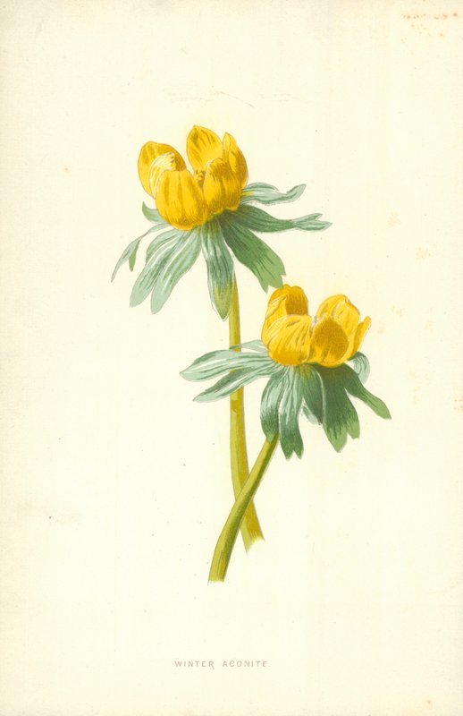 Winterling von Frederick Edward Hulme