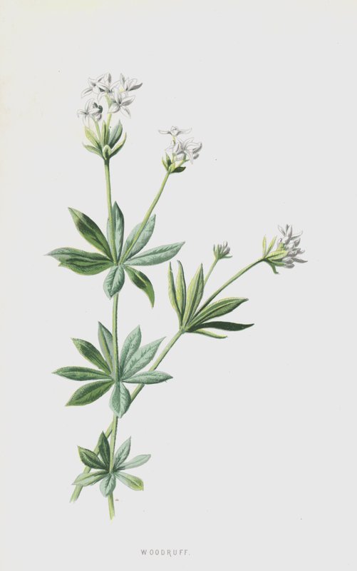 Waldmeister von Frederick Edward Hulme
