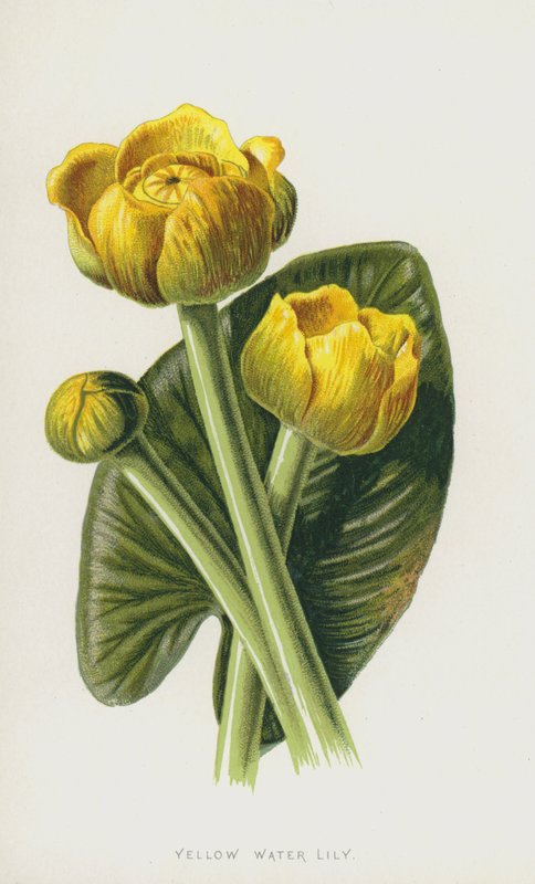 Gelbe Teichrose von Frederick Edward Hulme