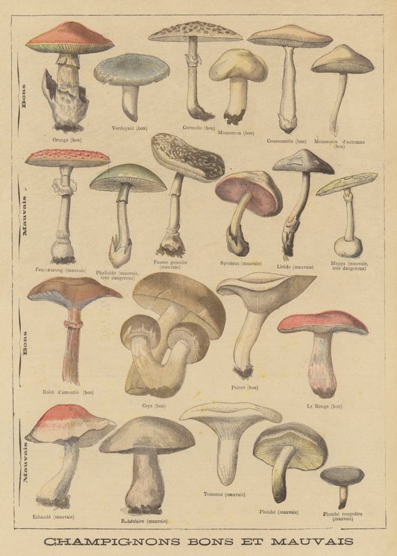 Essbare und giftige Pilze von French School