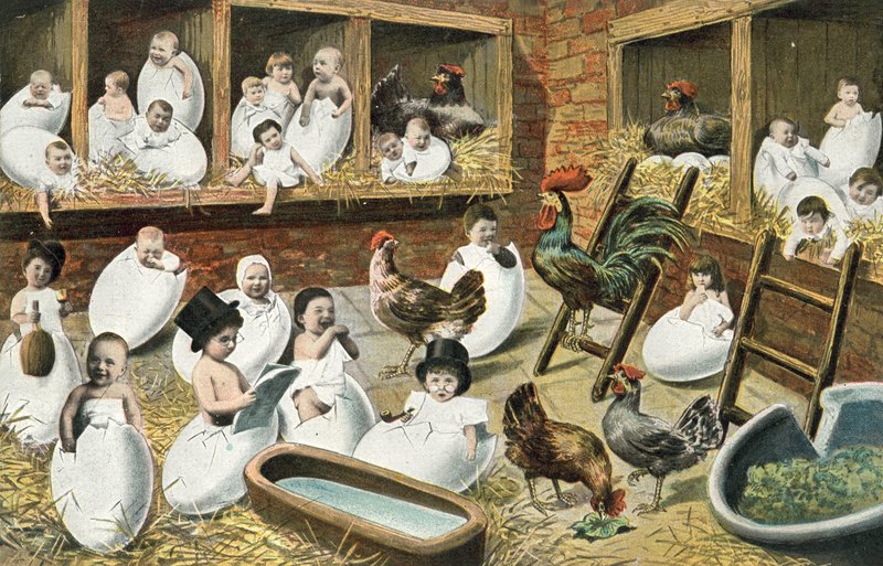 Babys schlüpfen aus Eiern im Hühnerstall von French Photographer