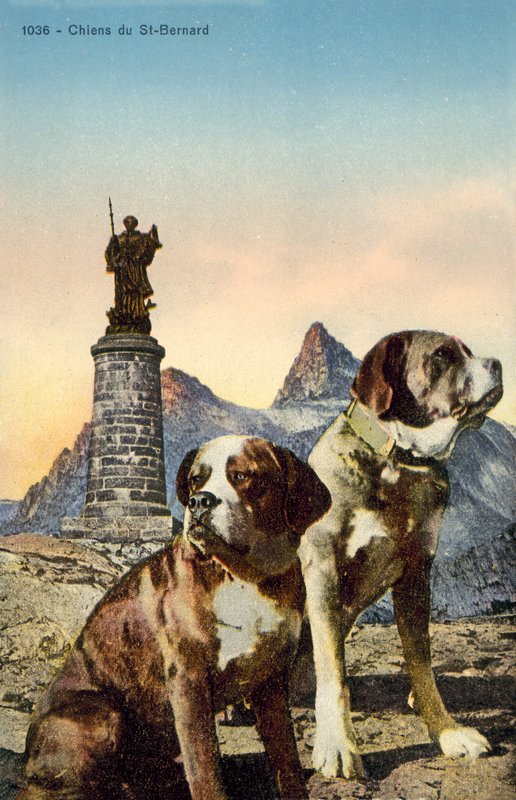 Bernhardinerhunde von French Photographer