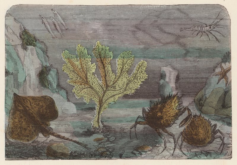 Aquarium von French School