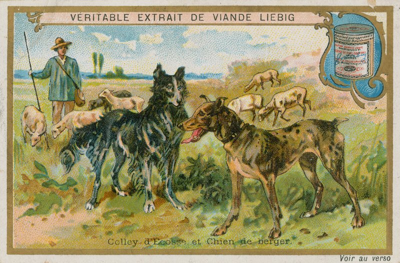 Border Collie und Schäferhund von French School