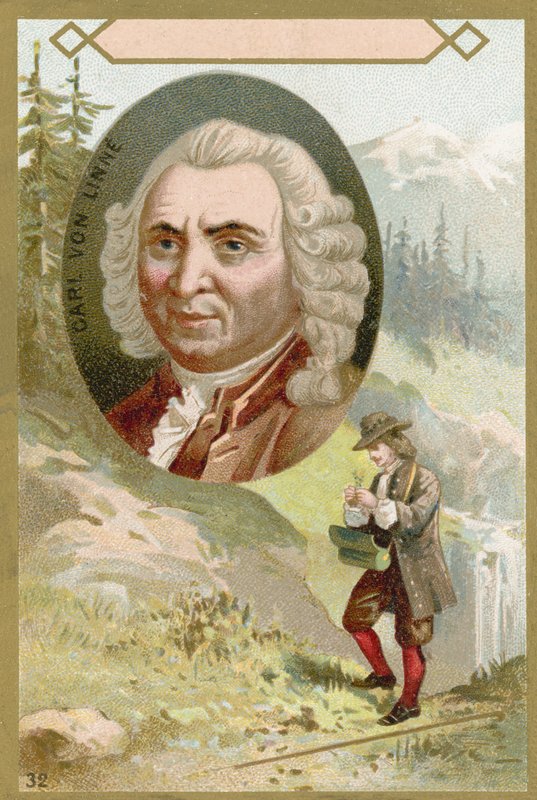 Carl von Linné, schwedischer Botaniker und Zoologe von French School