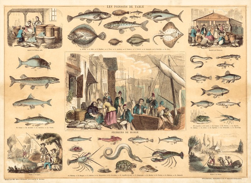 Fische von French School