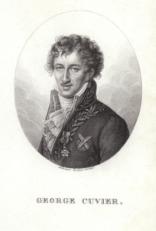 George Cuvier von French School
