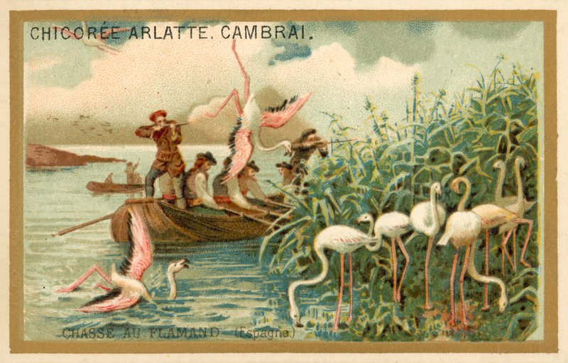 Flamingojagd, Spanien von French School