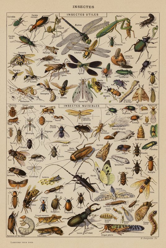 Insekten von French School