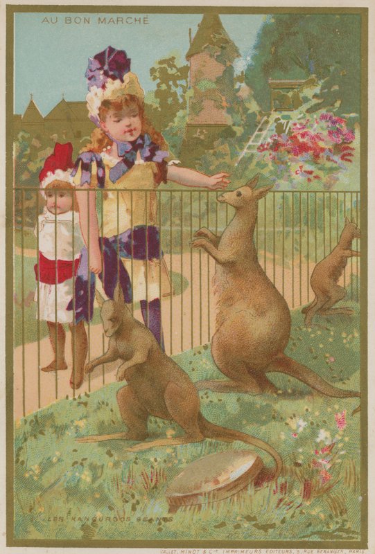 Kängurus im Zoo von French School