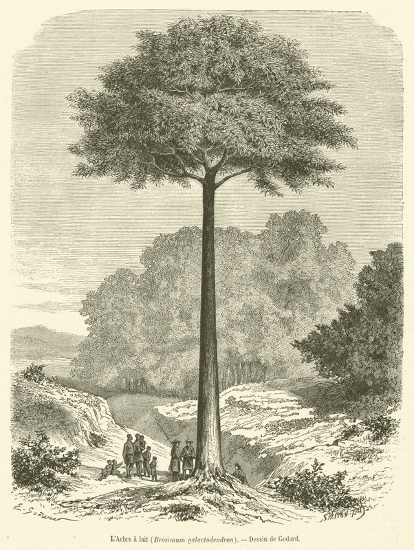 Der Milchbaum, Brosimum galactodendron (Stich) von French School