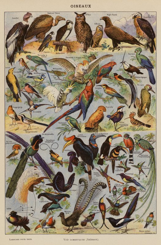 Vögel (Farblithographie) von French School