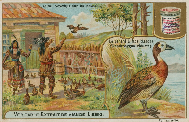 Weißgesicht-Pfeifente, domestiziert von amerikanischen Ureinwohnern von French School