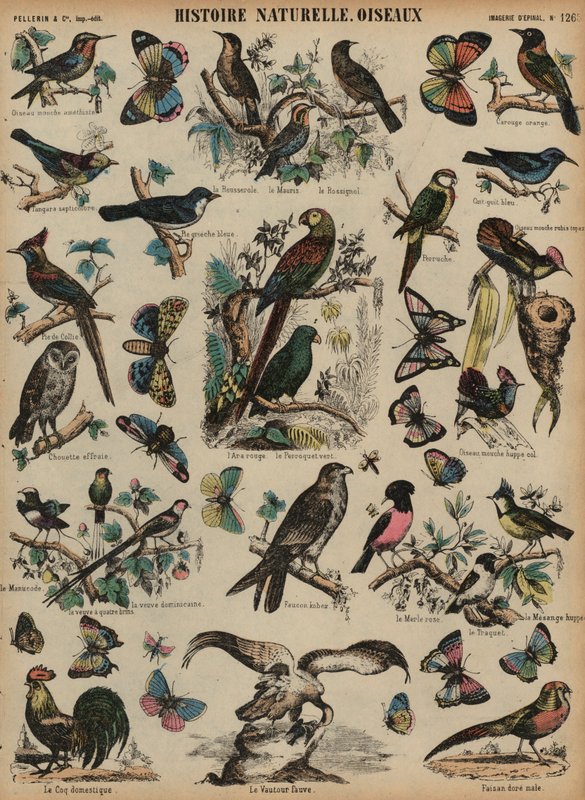 Wildvögel (Farbstich) von French School