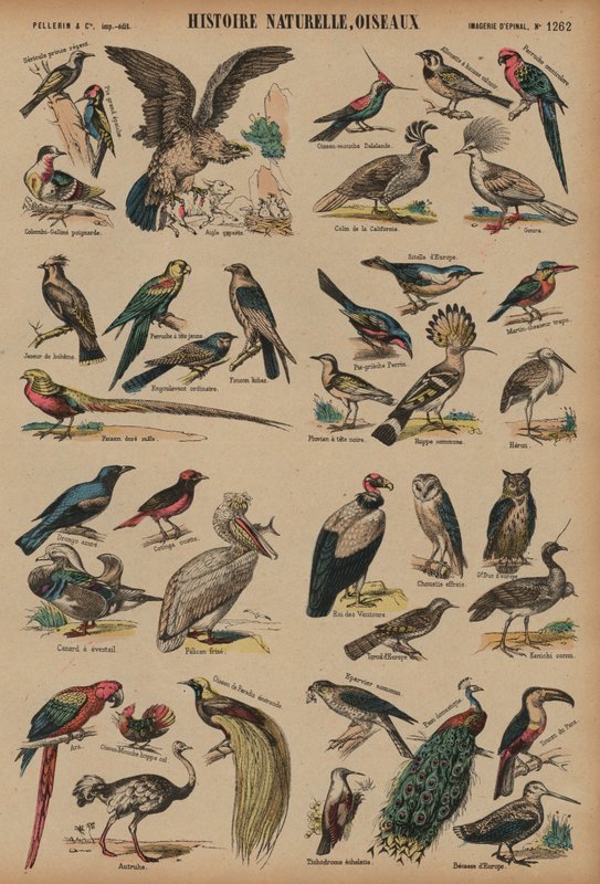 Wilde Vögel von French School