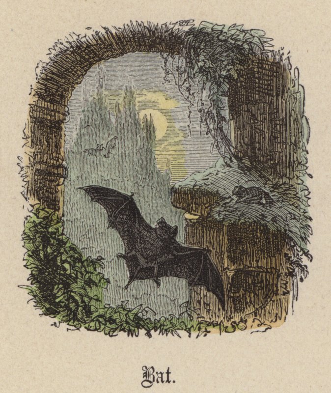 Fledermaus von Friedrich Specht