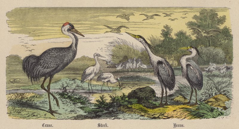 Kranich, Storch, Reiher (kolorierte Gravur) von Friedrich Specht