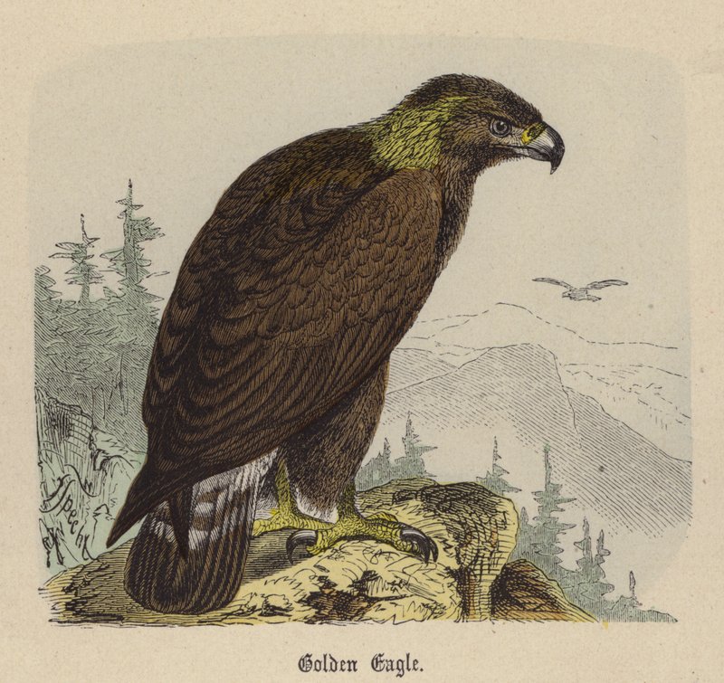 Steinadler von Friedrich Specht