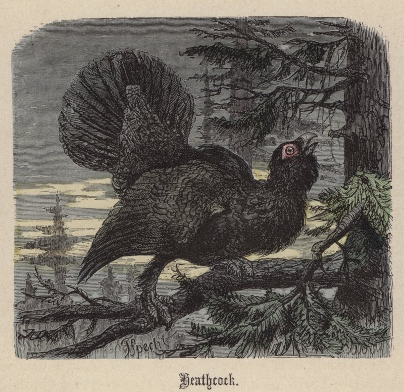 Auerhahn von Friedrich Specht