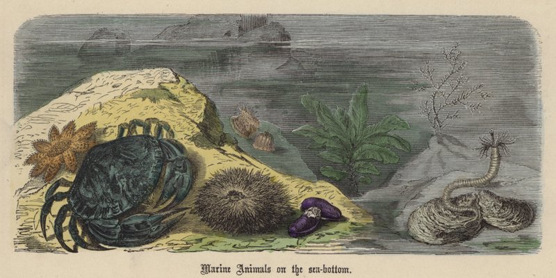 Meerestiere auf dem Meeresboden von Friedrich Specht