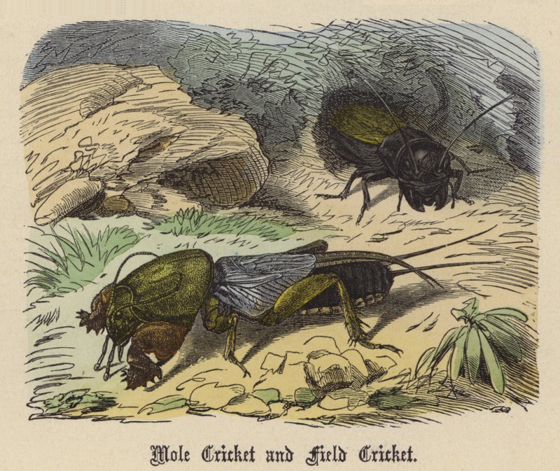 Maulwurfsgrille und Feldgrille von Friedrich Specht