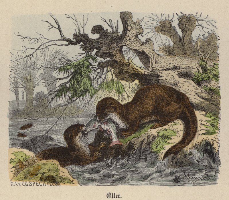 Otter von Friedrich Specht