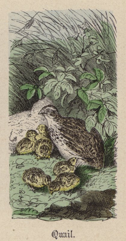 Wachtel (kolorierte Gravur) von Friedrich Specht