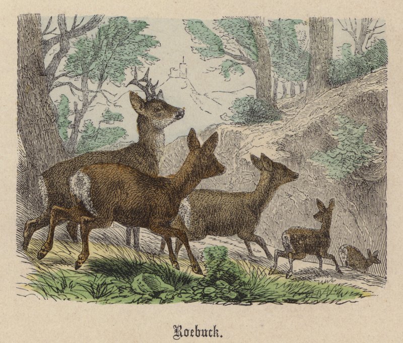 Rehbock von Friedrich Specht
