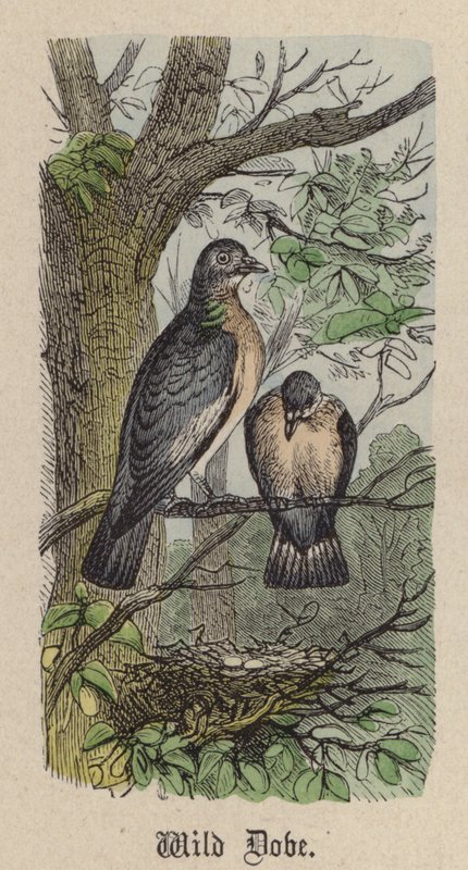 Wildtaube von Friedrich Specht