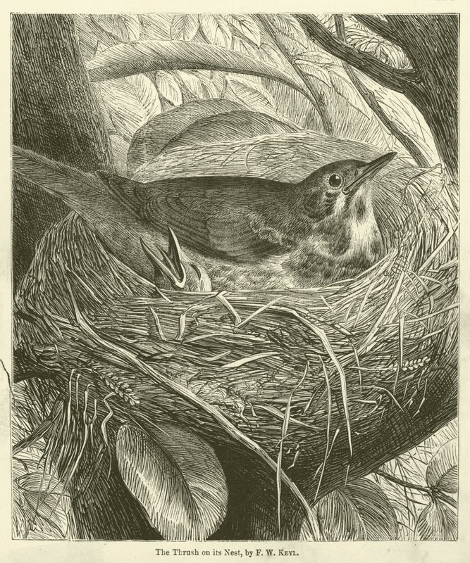Die Drossel auf ihrem Nest (Gravur) von Friedrich Wilhelm Keyl