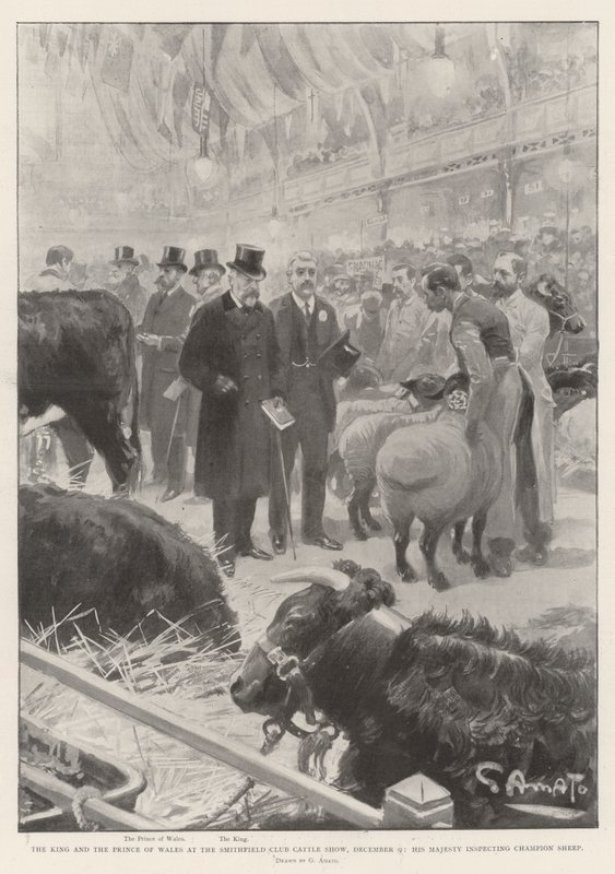 Der König und der Prinz von Wales auf der Smithfield Club Viehschau, 9. Dezember, Seine Majestät inspiziert Champion-Schafe von G.S. Amato