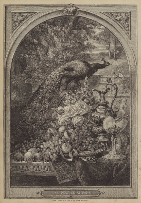 Der Pfau zu Hause von George Lance