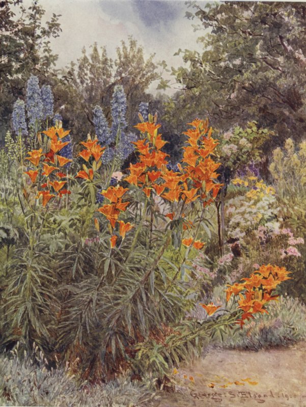 Orange Lilien und Rittersporn von George Samuel Elgood