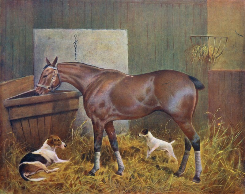 Im Stall von George Wright