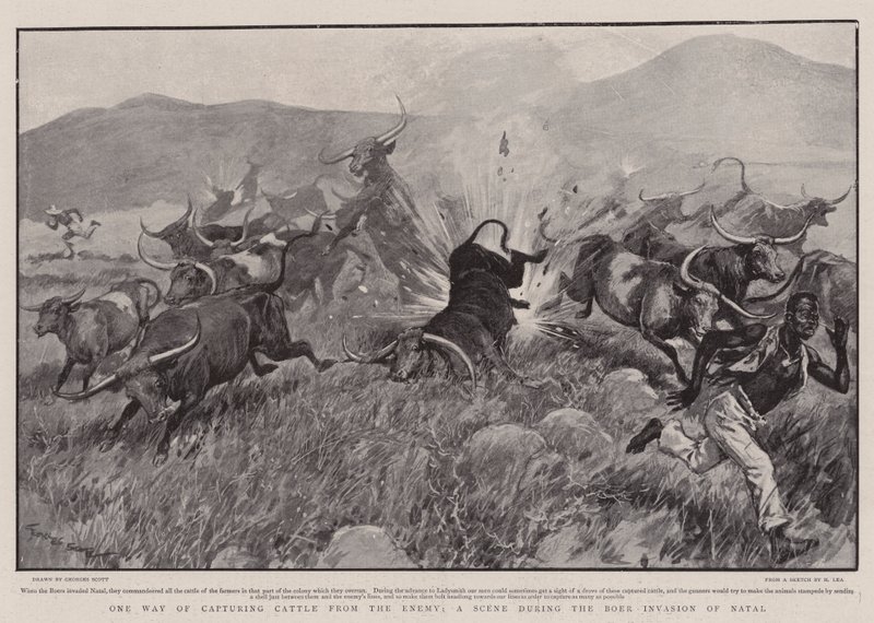 Eine Art, Vieh vom Feind zu erbeuten, eine Szene während der Bureninvasion von Natal von Georges Bertin Scott