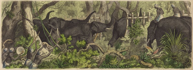 Elefantenfang in Ceylon von German School