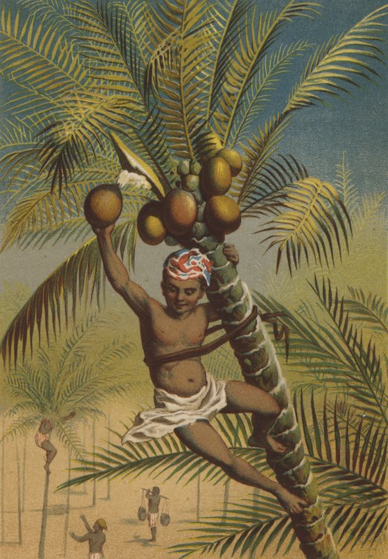 Kokospalmen von German School