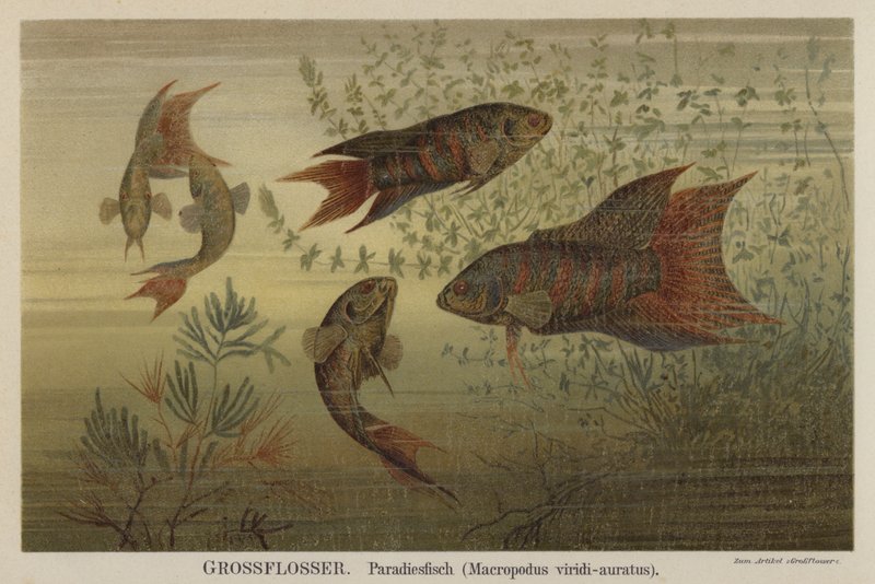 Paradiesfische von German School