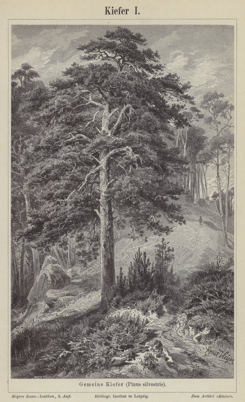 Waldkiefer (Stich) von German School