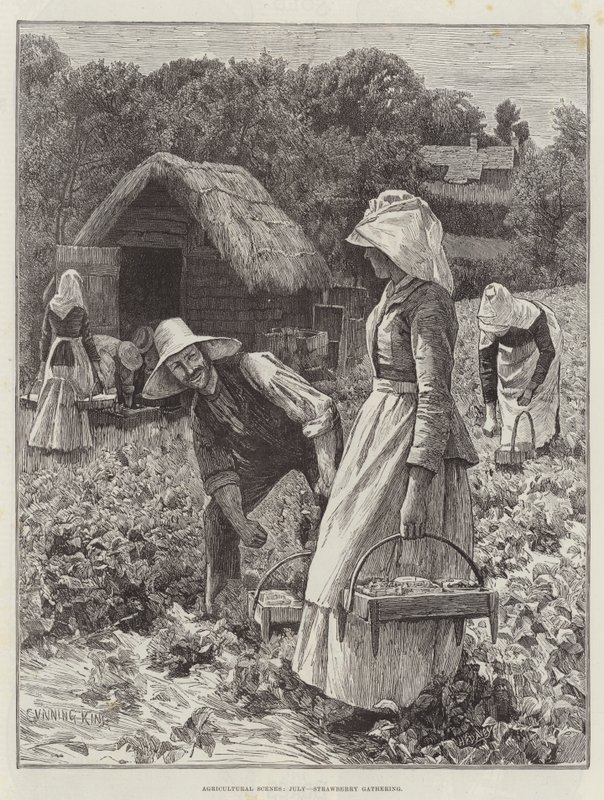 Landwirtschaftliche Szenen, Juli, Erdbeeren sammeln von Gunning King