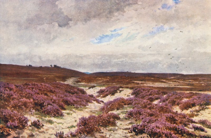Frensham Common von Harold Sutton Palmer